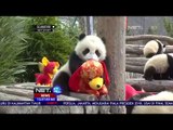 Semarak Imlek, Bayi Panda Dapat Hadiah - NET 12