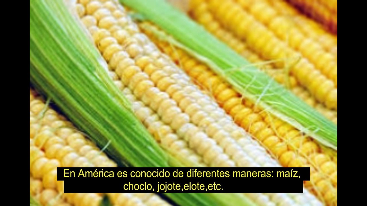 El maíz
