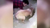 Köpek, toprak altında kalan yavrularını kurtarmayı başardı