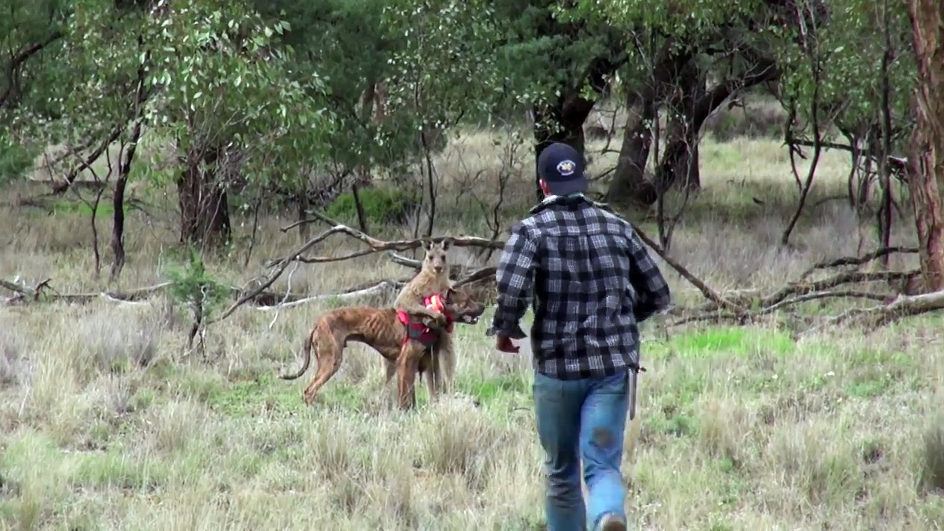 ⁣Man punches a kangaroo