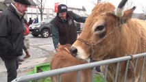 Salon de l'agriculture : les Aubrac en route vers Paris