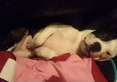 Boston Terrier Snores Like a Human