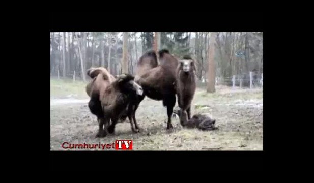 Yavru devenin ayağa kalkma mücadelesi
