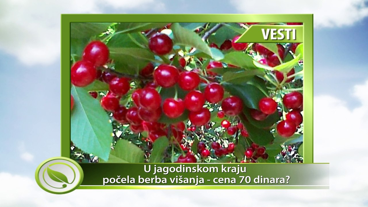 VESTI - U jagodinskom kraju počela berba višanja - cena 70 dinara?