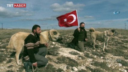 Yetiştirdiği Kangal köpeklerini Zeytin Dalı Harekatı'na gönderecek