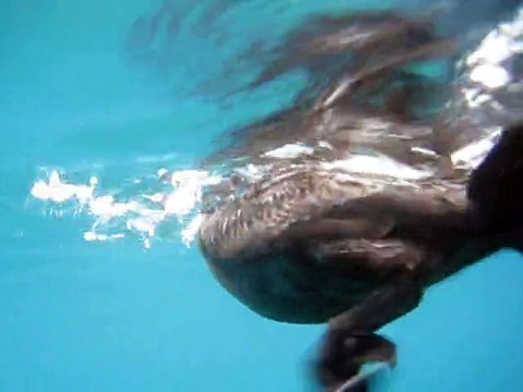 Des cormorans filmés en train de détacher des rémoras de la peau dun requin-baleine