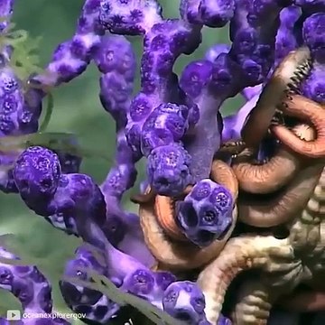 Dünyanın en derin noktası Mariana Çukuru’ndan kamerayla çekilen harika görüntüler