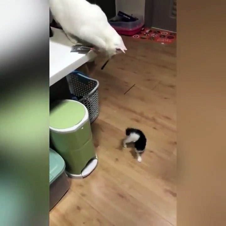 un chat joue avec un chaton