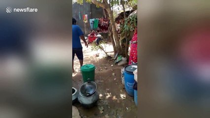 Deadly snake rescued from open well in India