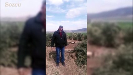 Zeytin ağaçlarının kesilmesi