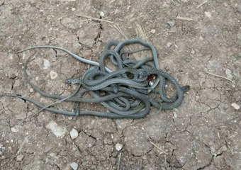 Kış Sıcak Geçti, Mardin'i Yılanlar Bastı