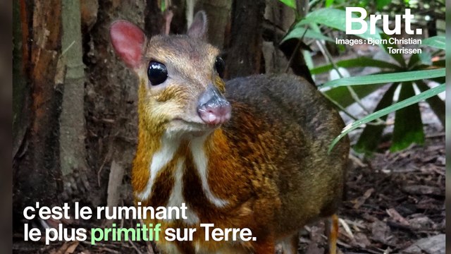 Le cerf-souris, le plus primitif de tous les ruminants