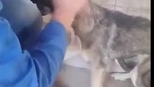 Cãozinho é acariciado pela primeira vez