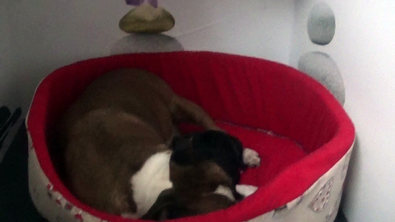 1ère vidéo Présentation de la 31ème portée de STAFFORDLAND