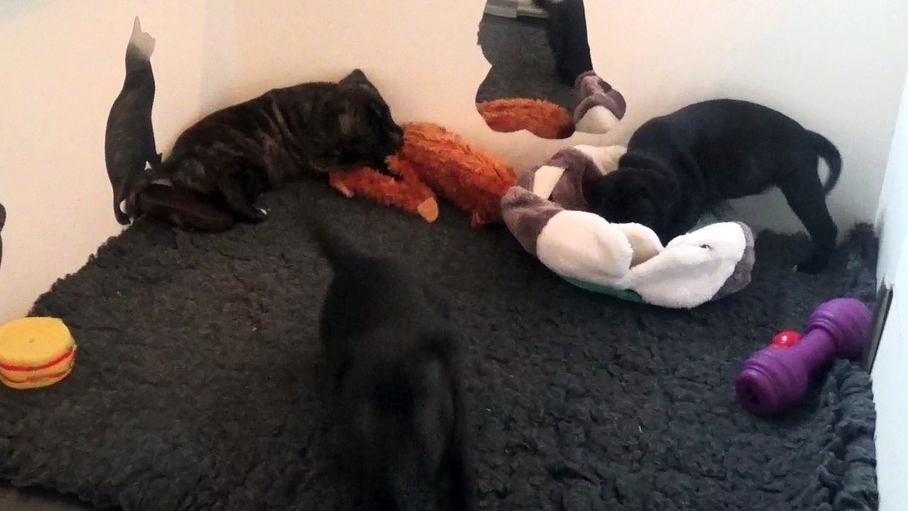 3ème vidéo Chiots staffie 31ème portée de STAFFORDLAND