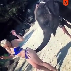 Un éléphant s’amuse à mettre des fessées à une jolie fille sur la plage