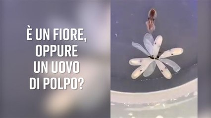 Per fare un polpo ci vuole un... fiore