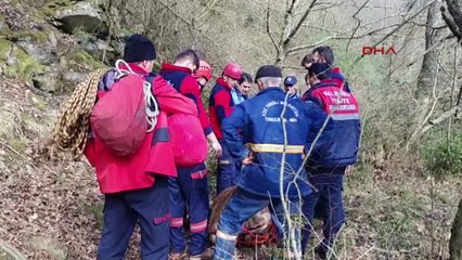 Kurtarılan danayı sedyeyle taşıdılar
