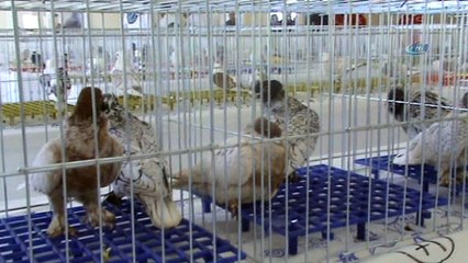 En güzel Hünkari Güvercinler Manisa'da yarıştı