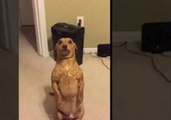 Oddly Humanlike Dog Begs For Food While 'Standing'