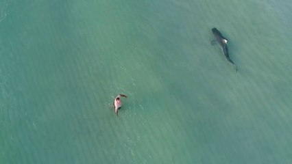 Un drone filme un requin au milieu des nageurs (Miami)
