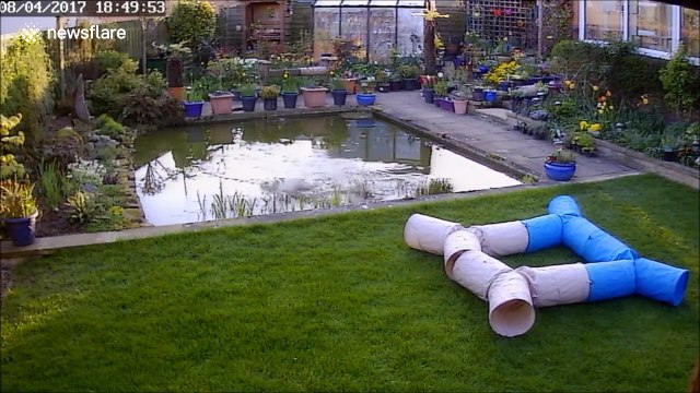 Chat vs Oiseau (Fail)