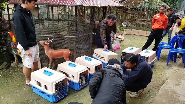 Les pandas roux, vendus en tant qu'animaux de compagnie, sont la nouvelle cible des braconniers