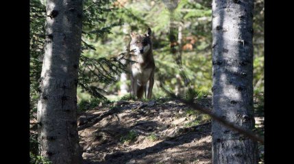 Pour 2018, ce sera 40 loups tués en France