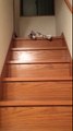 Chat le plus paresseux du monde : il glisse dans les escaliers pour descendre les marches !