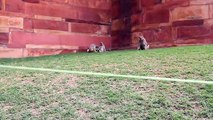 Video- Monkeys at Agra Fort