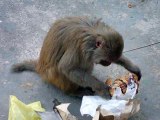 Varanasi India - Naughty Roof Monkeys...!