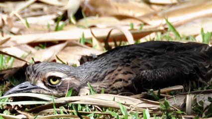 Kỳ lạ loài chim nằm rạp xuống đất bất động và có tiếng kêu như ma hú