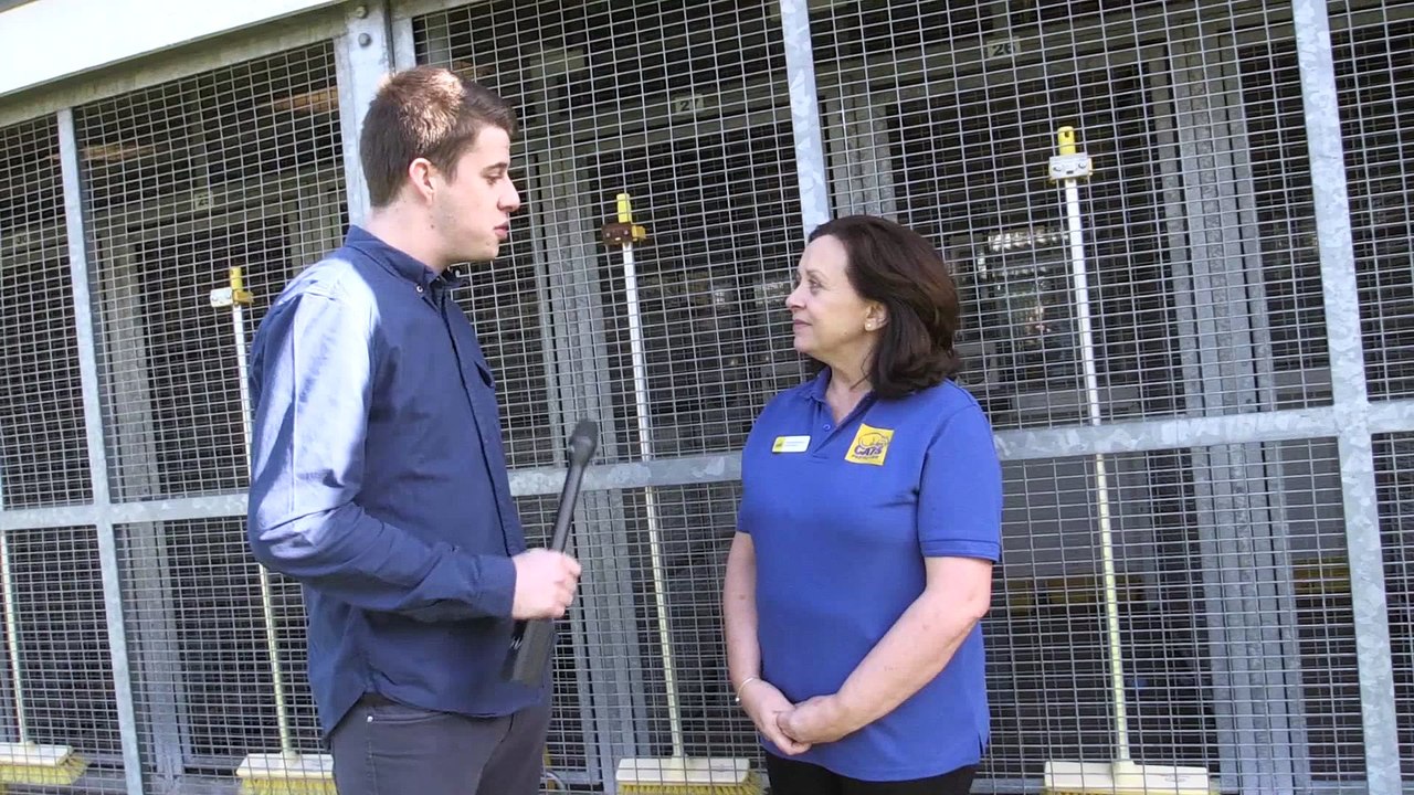 Handsome young feline desperate for new home