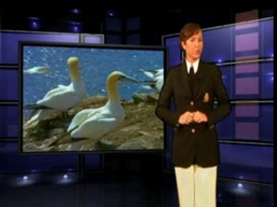 L'ORIGINE DES OISEAUX
