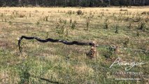 Tiger Snake Balances on Wire Fence