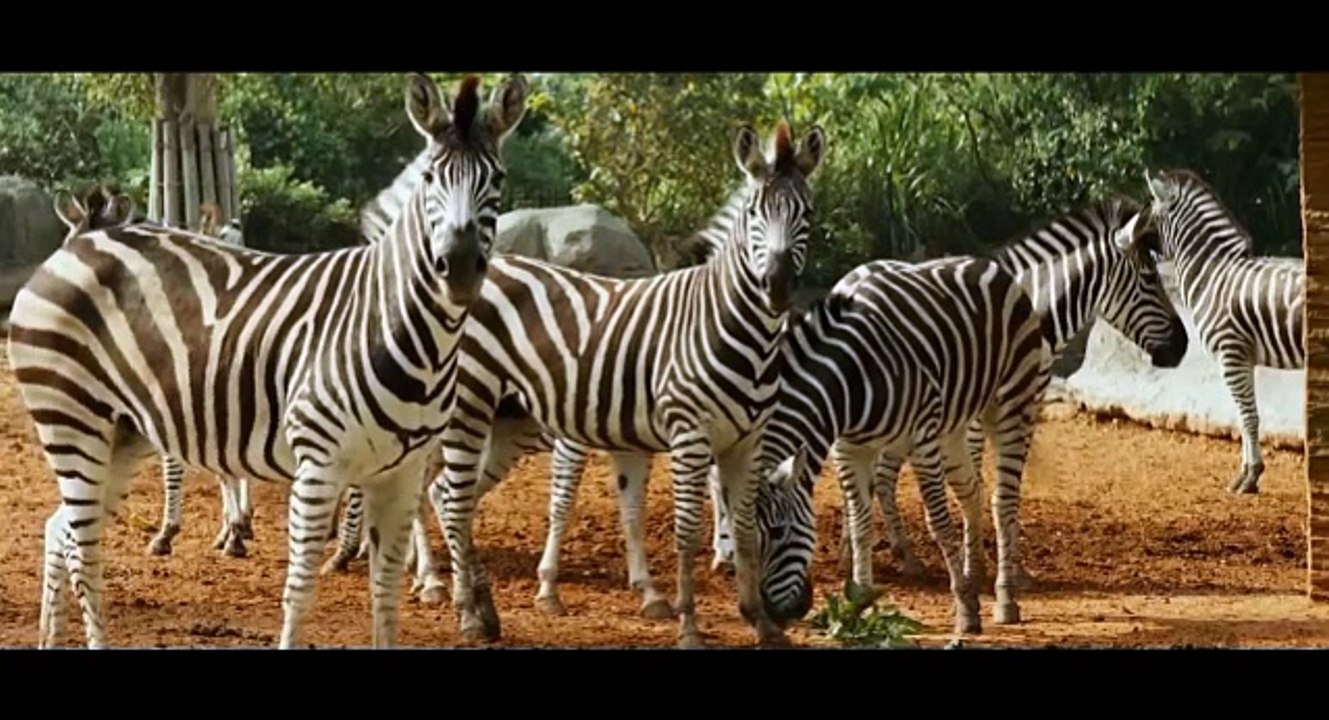 El remake de 'El Rey León' solo tendrá 4 canciones del original