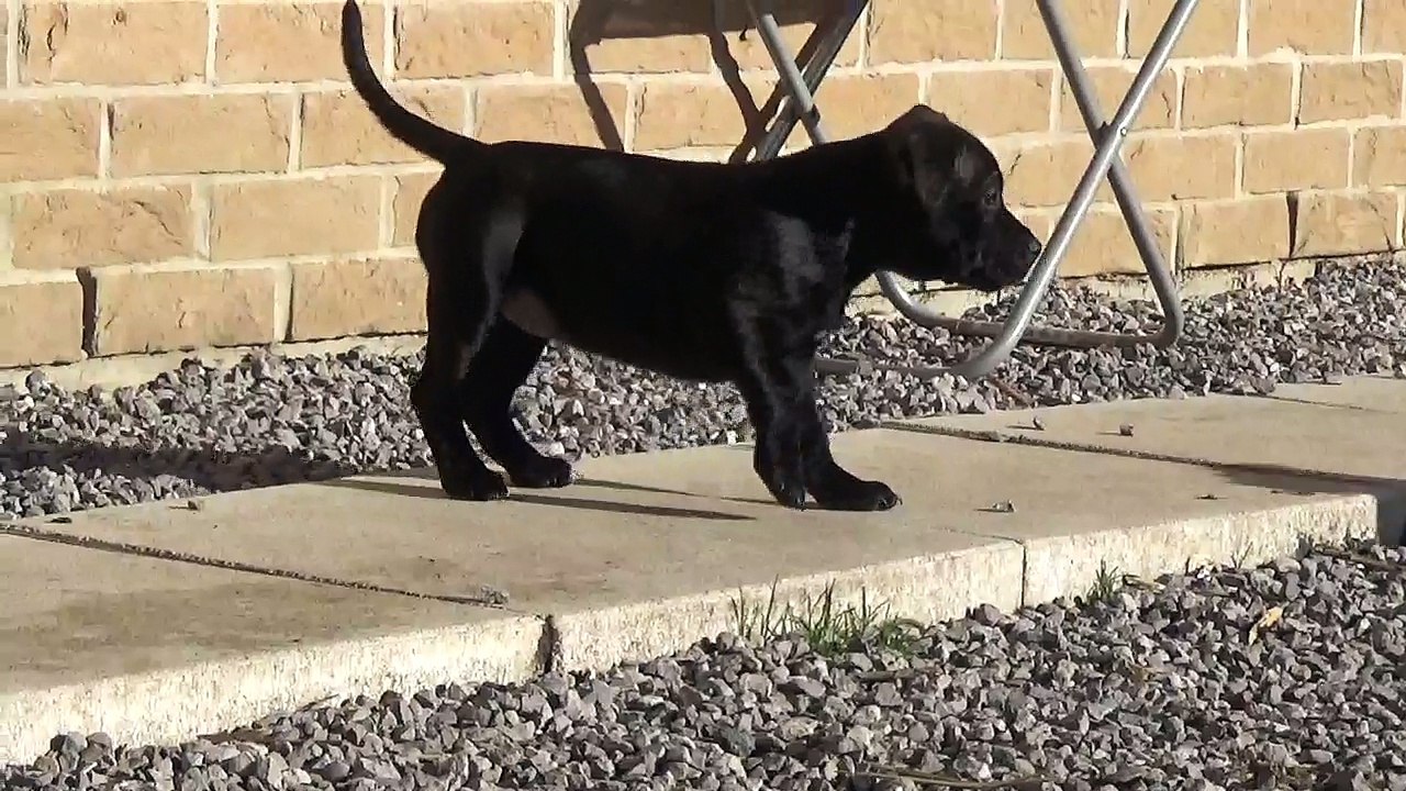 5ème vidéo Petit'Ourse n°2 Femelle de STAFFORDLAND