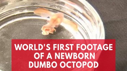 Watch world's first footage of a newborn dumbo octopod