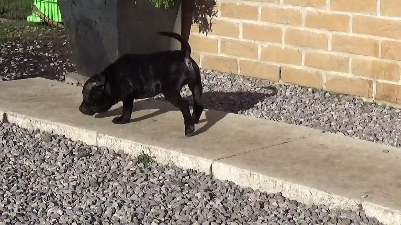 4ème vidéo Petit'Ourse n°1 Femelle de STAFFORDLAND