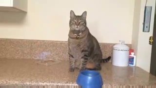 Cats Don't Care  -  Best Funny Cat Videos..!!