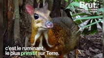 Le cerf-souris, le ruminant le plus primitif sur Terre