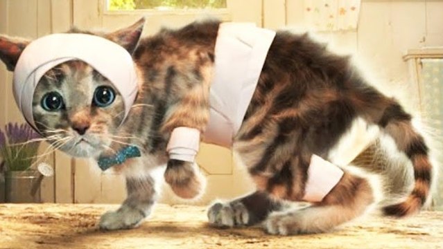 Try Not To Laugh- Funny Videos Of Funny Cats Compilation 2018