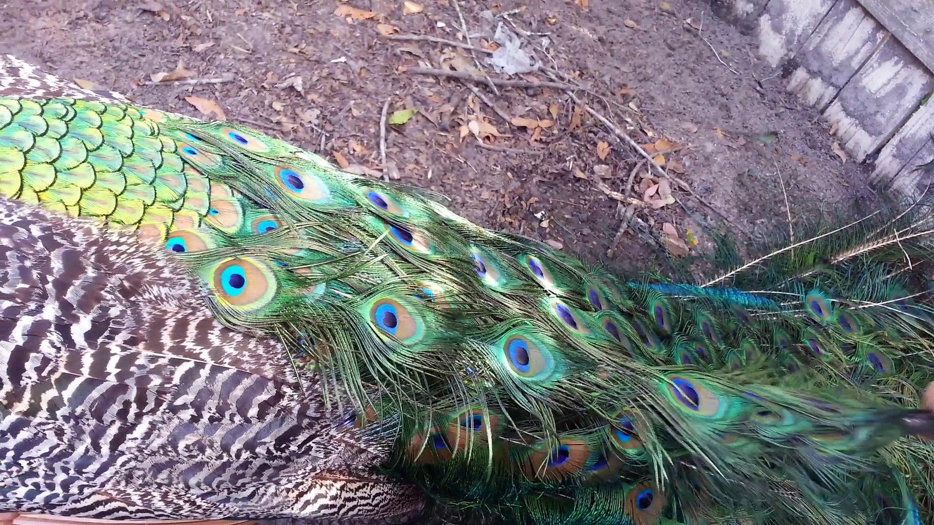 Petting a Pretty Peacock