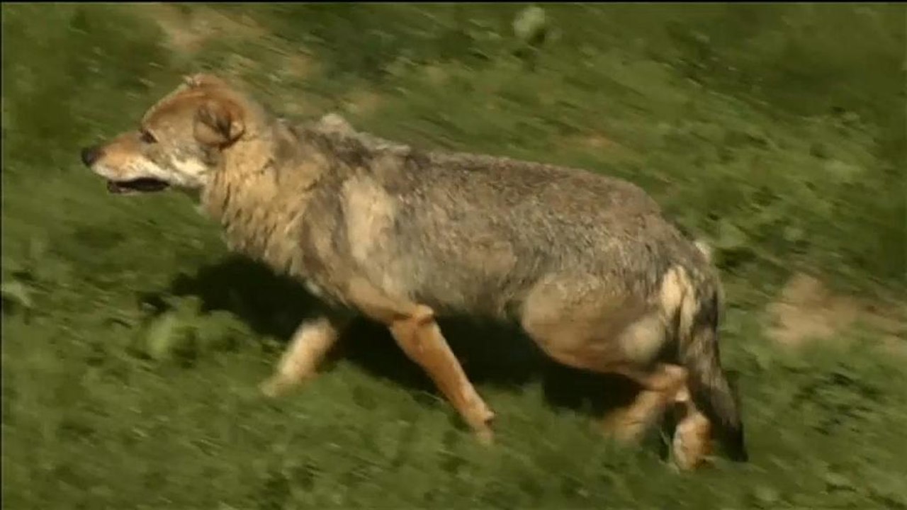 Streit um Frankreichs Wölfe