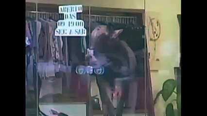 [MP4 360p] A Cow Broke Shop's Glasses - Viral Funny and Unique Videos