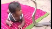 [MP4 360p] Baby vs Cobra - Viral Funny and Unique Videos