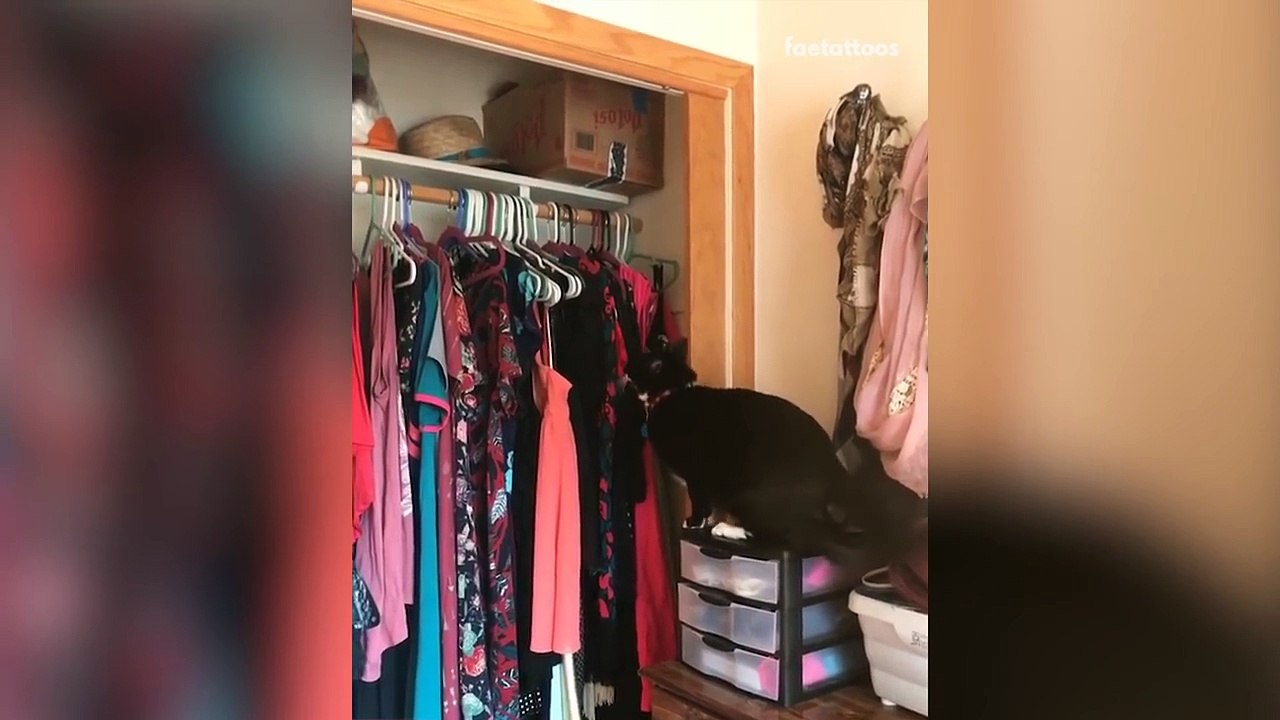 FUNNY ANIMAL FAILS! Funny Fail Compilation 2018  CUTE FUNNY DOGS CATS AND PETS