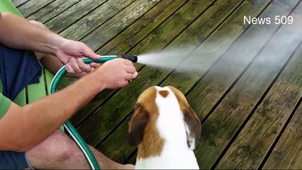 Perra adora tomar agua de la manguera