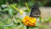 Butterfly Botanical Flower Nature Summer Insect Spring Garden