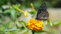 Butterfly Botanical Flower Nature Summer Insect Spring Garden